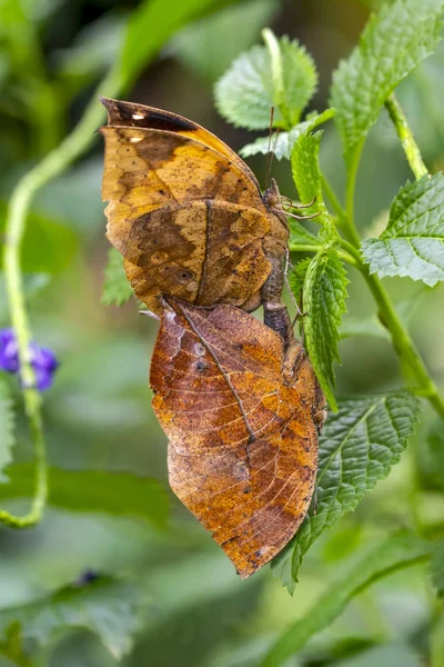 蝶の交尾が2回 枯葉蝶 カリマ イナコス 別名インドの葉 竹の枝に折り畳まれた翼立ち 枯葉模倣 — ストック写真