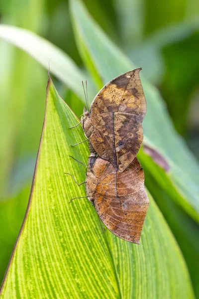 Duas Borboletas Acasalar Borboleta Folhas Mortas Kallima Inachus Aka Indian — Fotografia de Stock