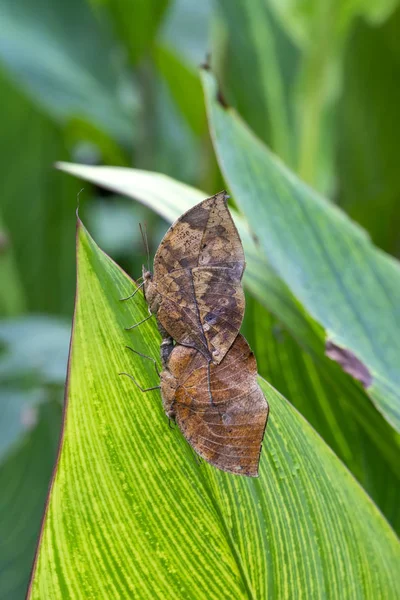 Duas Borboletas Acasalar Borboleta Folhas Mortas Kallima Inachus Aka Indian — Fotografia de Stock