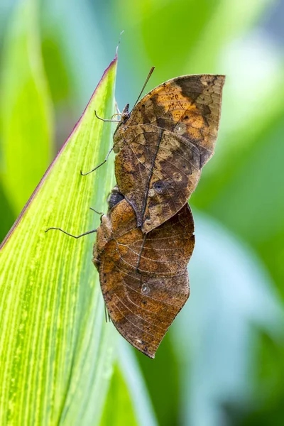 Две Бабочки Спариваются Мёртвая Листовая Бабочка Каллима Инах Индийская Листопад — стоковое фото