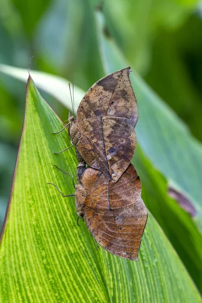 Duas Borboletas Acasalar Borboleta Folhas Mortas Kallima Inachus Aka Indian — Fotografia de Stock