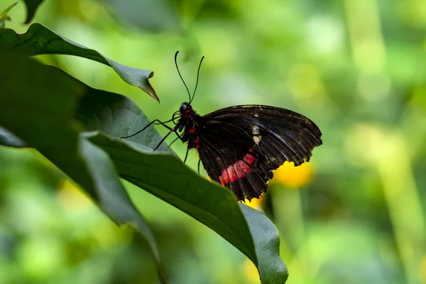 Primer Plano Mormón Común Papilio Polytes Hermosa Mariposa Jardín Verano — Foto de Stock