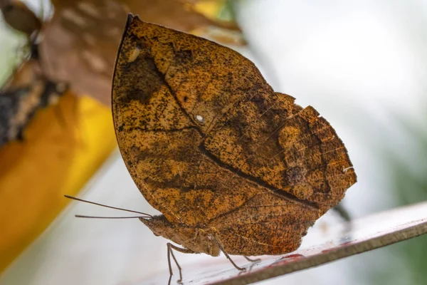 Borboleta Folhas Mortas Kallima Inachus Aka Indian Leafwing Asas Dobradas — Fotografia de Stock