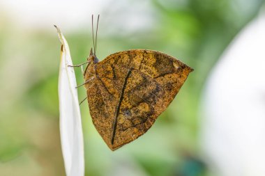 Ölü yaprak kelebeği, Kallima inachus, nam-ı diğer Hint yaprağı, bambu dalında katlanmış kanatlar, ölü yaprak taklidi.