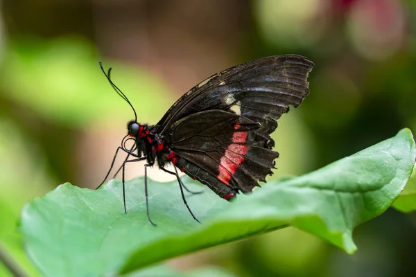 Primer Plano Mormón Común Papilio Polytes Hermosa Mariposa Jardín Verano — Foto de Stock