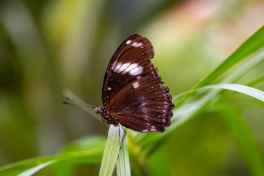 Yaz bahçesinde güzel bir kelebek