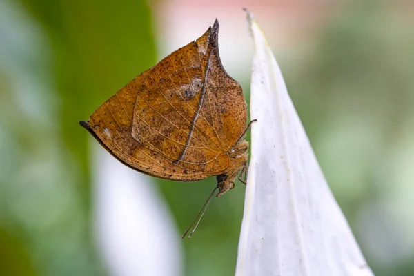 Borboleta Folhas Mortas Kallima Inachus Aka Indian Leafwing Asas Dobradas — Fotografia de Stock