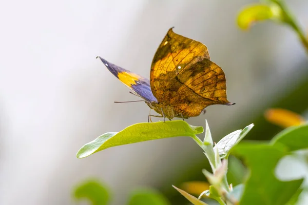 Mariposa Hoja Muerta Kallima Inachus También Conocida Como Aleta India —  Fotos de Stock