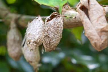 Kelebek çiftliği. Bir şubede farklı kelebekler için koza imzası - Stok Resmi