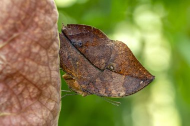 Ölü yaprak kelebeği, Kallima inachus, nam-ı diğer Hint yaprağı, bambu dalında katlanmış kanatlar, ölü yaprak taklidi.