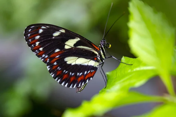 Closeup Beautiful Butterfly Summer Garden — Stock Photo, Image