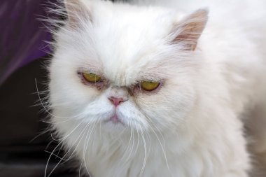 Farsça kedi - stok görüntü