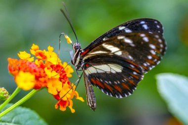 Yaz bahçesinde güzel bir kelebek