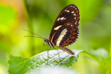 Yaz bahçesinde güzel bir kelebek