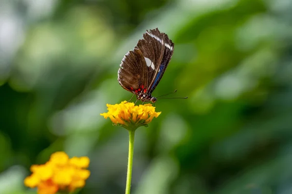 Gros Plan Beau Papillon Dans Jardin Été — Photo