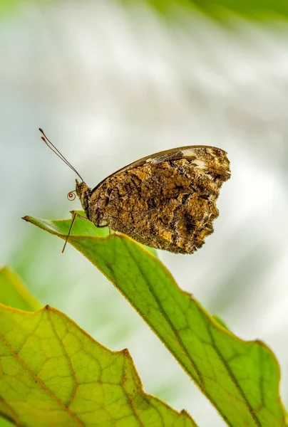 Nahaufnahme Schöner Schmetterling Einem Sommergarten — Stockfoto