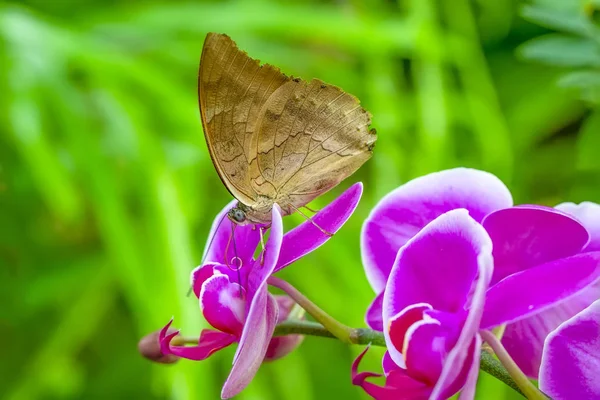 Primer Plano Hermosa Mariposa Jardín Verano — Foto de Stock