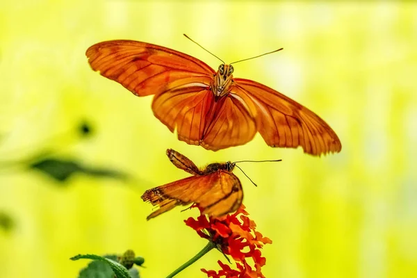 Gros Plan Beau Papillon Dans Jardin Été — Photo