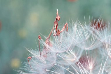 Bir çift güzel Avrupa peygamberdevesi (Mantis religiosa )