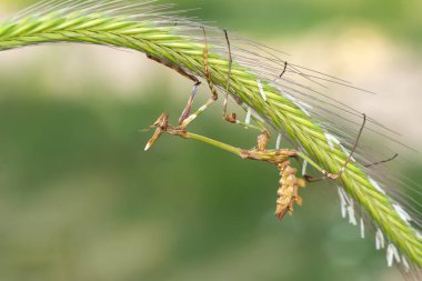 Bir çift güzel Avrupa peygamberdevesi (Mantis religiosa )