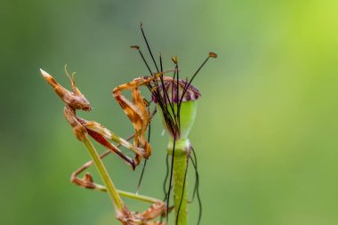 Bir çift güzel Avrupa peygamberdevesi (Mantis religiosa )