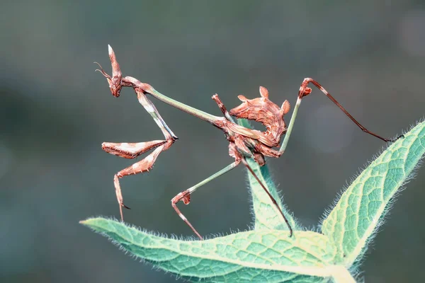 Großaufnahme Von Zwei Schönen Gottesanbeterinnen Mantis Religiosa — Stockfoto