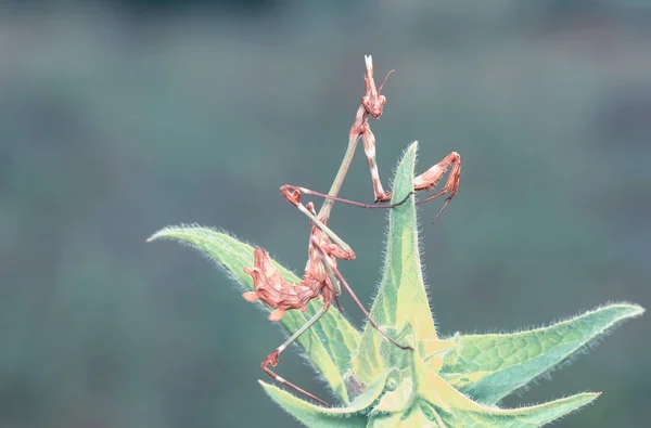 Close Par Belo Mantis Europeu Mantis Religiosa — Fotografia de Stock