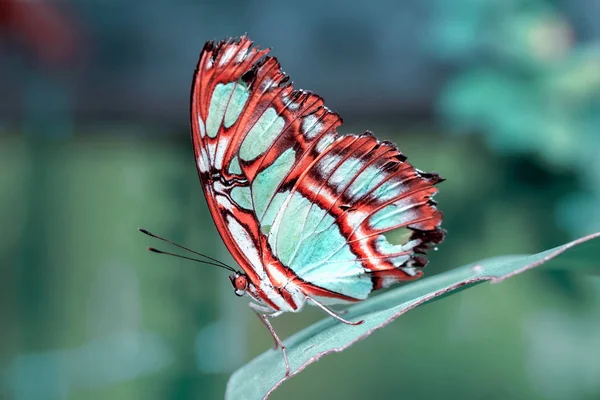 夏日花园中美丽的蝴蝶 美丽的孔雀石 西普罗塔石榴石 — 图库照片