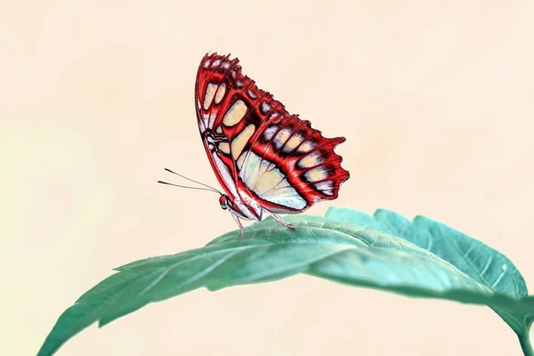 Zbliżenie Malachite Siproeta Stelenes Piękny Motyl Letnim Ogrodzie — Zdjęcie stockowe