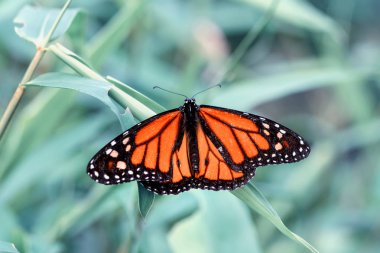 Monarch (Danaus plexippus), Nymphalidae familyasından bir kelebek türü.