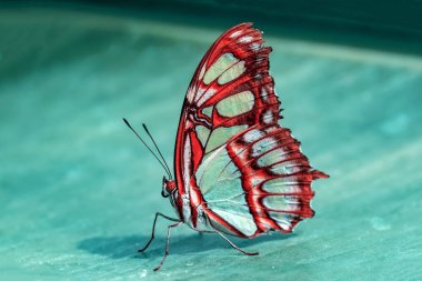 Yakın plan Malachite (siproeta stelenes) Yaz bahçesinde güzel bir kelebek