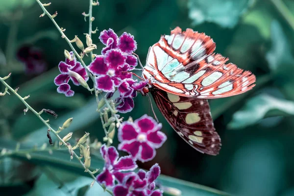 Primer Plano Malaquita Siproeta Stelenes Hermosa Mariposa Jardín Verano — Foto de Stock