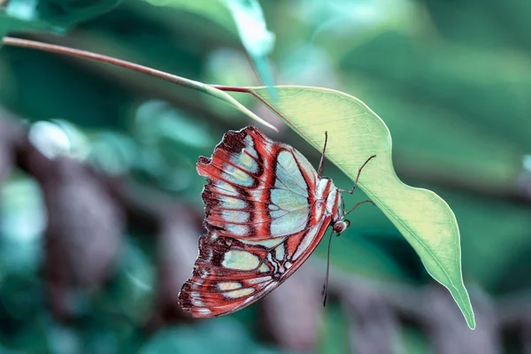 Zbliżenie Malachite Siproeta Stelenes Piękny Motyl Letnim Ogrodzie — Zdjęcie stockowe