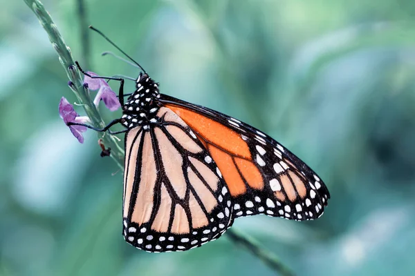 Gros Plan Malachite Siproeta Stelenes Beau Papillon Dans Jardin Été — Photo