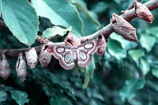 Zbliżenie Piękny Motyl Letnim Ogrodzie — Zdjęcie stockowe