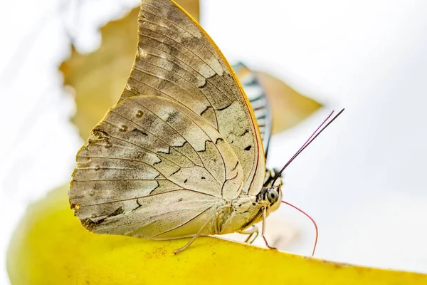 Various Butterflies Feed Butterfly House — Stock Photo, Image