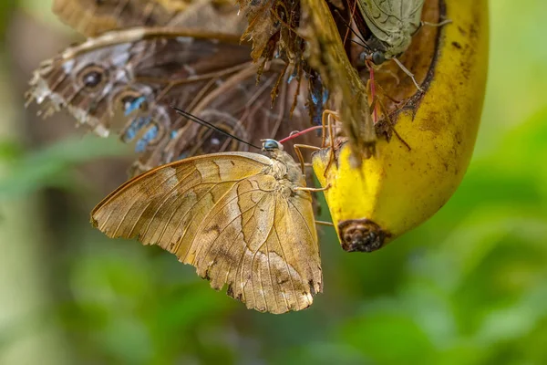 Divers Papillons Nourrissent Dans Maison Des Papillons — Photo