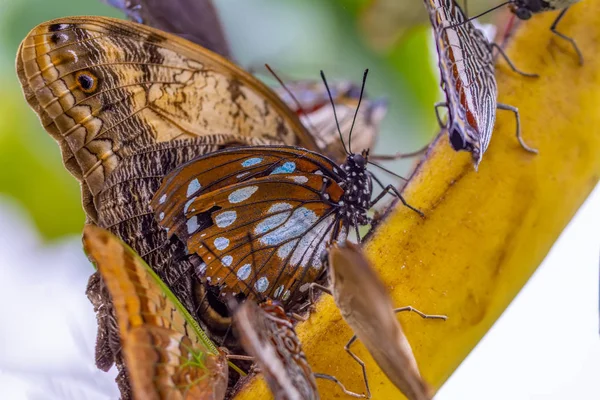 Verschillende Vlinders Voeden Het Vlinder Huis — Stockfoto