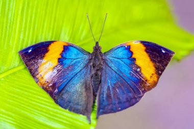 Ölü yaprak kelebeği, Kallima inachus, nam-ı diğer Hint yaprağı, bambu dalında katlanmış kanatlar, ölü yaprak taklidi.