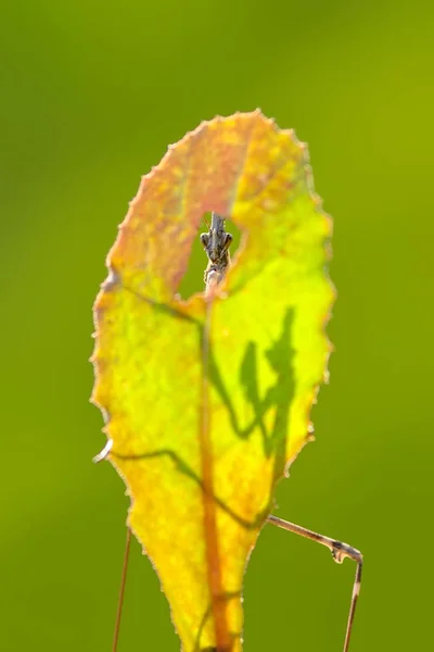 Close Pair Beautiful European Mantis Mantis Religiosa — Stock Photo, Image