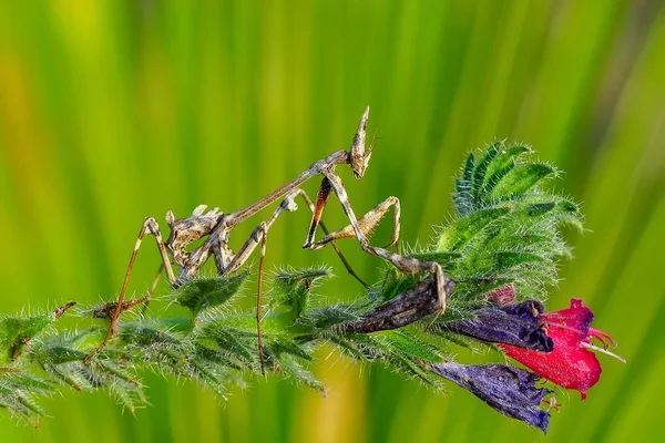 Close Par Belo Mantis Europeu Mantis Religiosa — Fotografia de Stock