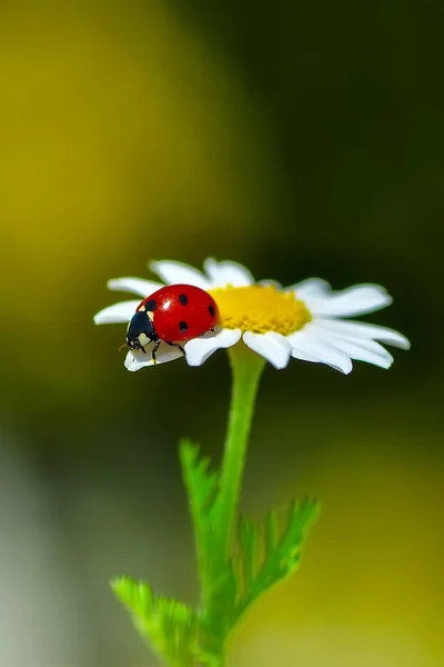 Belle Coccinelle Sur Fond Déconcentré Feuilles — Photo