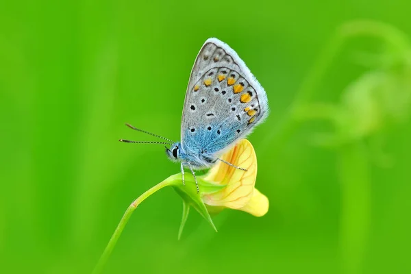 Gros Plan Beau Papillon Assis Sur Fleur — Photo