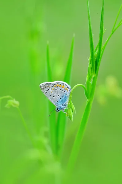 Detailní Záběr Krásný Motýl Sedí Květině — Stock fotografie