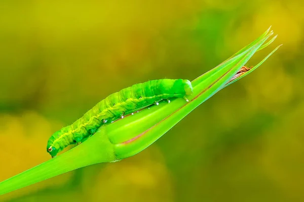 Krásná Aterpillar Motýl Stock Image — Stock fotografie
