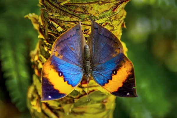 Ölü Yaprak Kelebeği Kallima Inachus Nam Diğer Hint Yaprağı Bambu — Stok fotoğraf