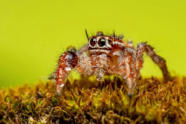 Close Beautiful Jumping Spider Stock Image — Stock Photo, Image