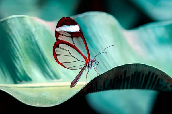 Крупным Планом Красивая Стеклянная Бабочка Грета Ото Летнем Саду — стоковое фото