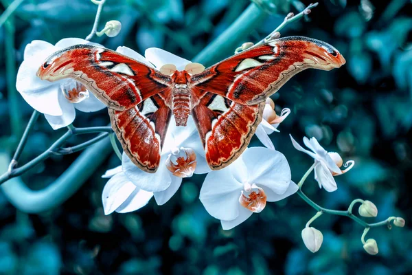 Macro Fotografia Traça Galho Planta — Fotografia de Stock