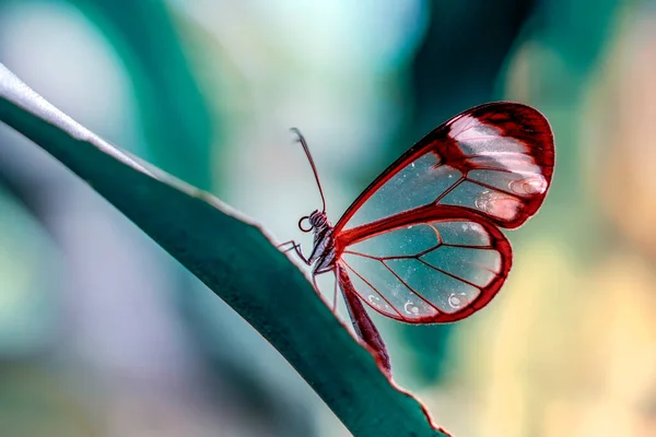 夏の庭で美しいガラスの蝶 グレタオト を閉じます — ストック写真